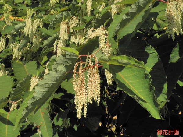 雌花