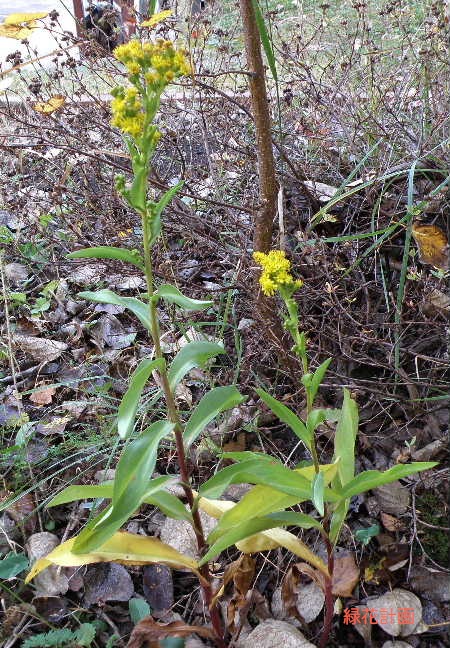 トキワの花