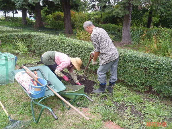 草取り