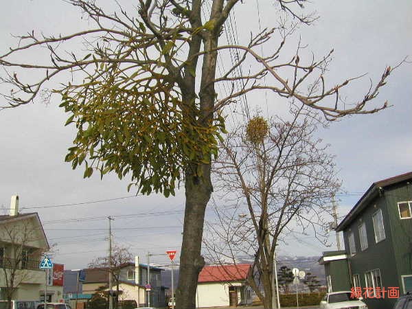 街路樹