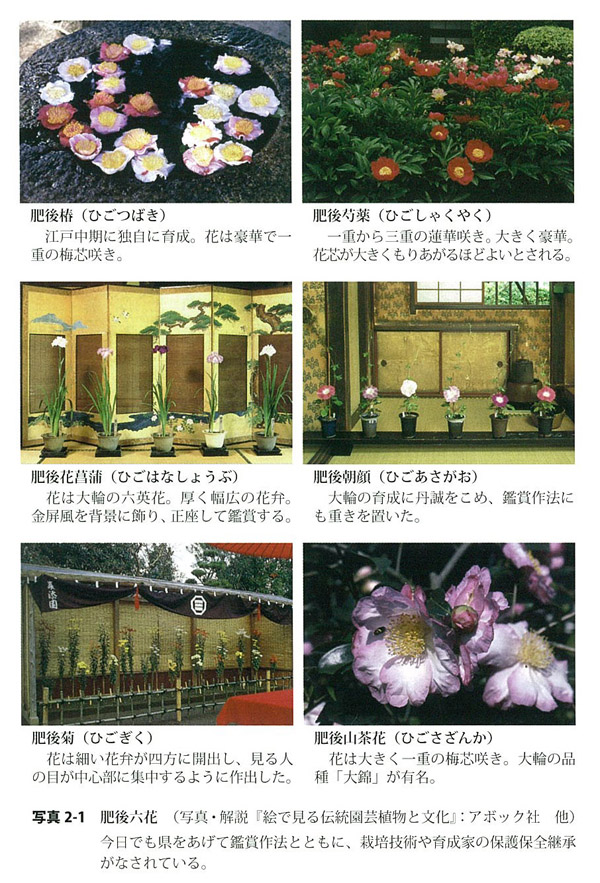 肥後六花