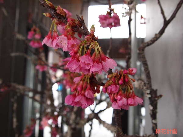 寒緋桜
