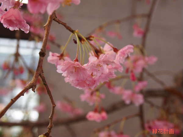 八重紅枝垂れ