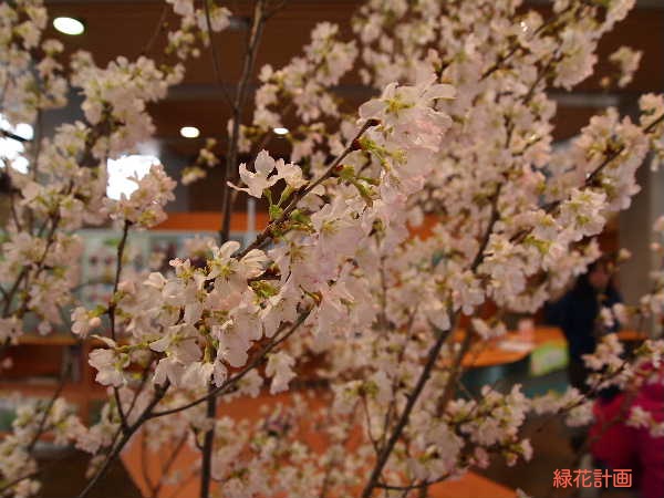 彼岸桜