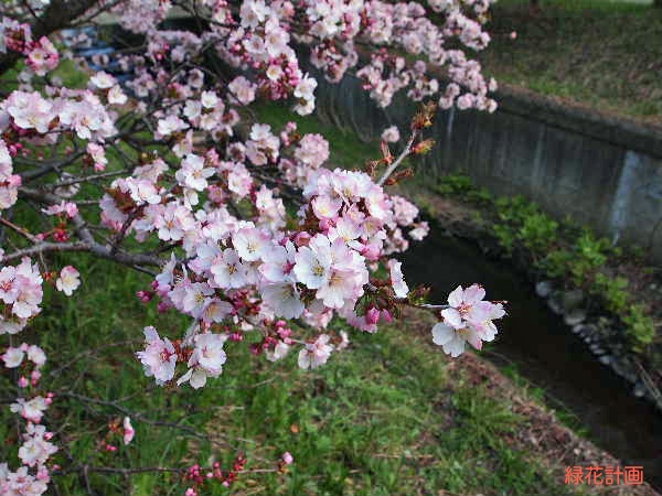 チシマザクラ1