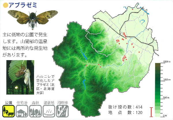 札幌市のセミ