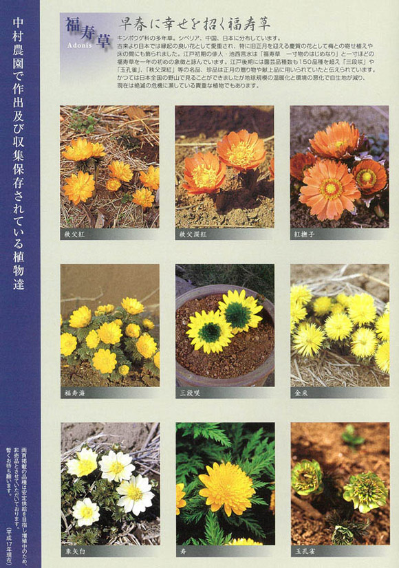 古典品種