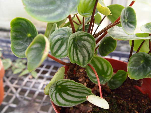 観葉植物ぺぺロアシェイド
