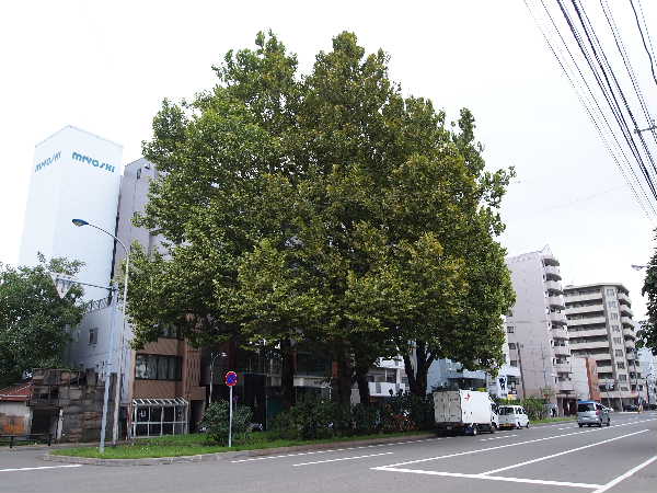 夏の姿
