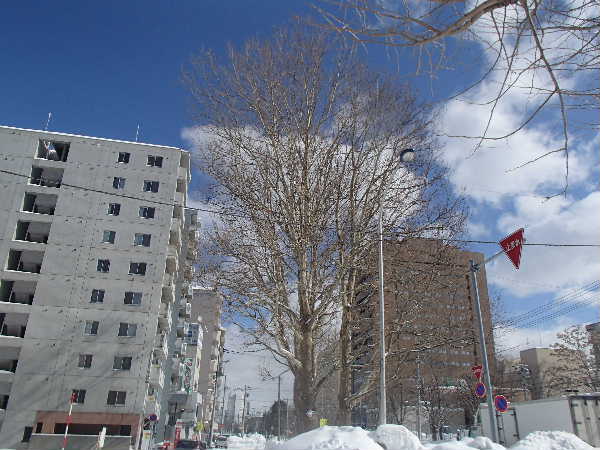 冬の姿