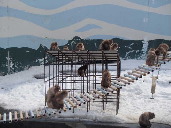 サル