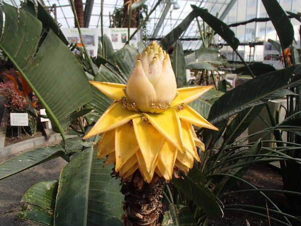地湧金蓮花