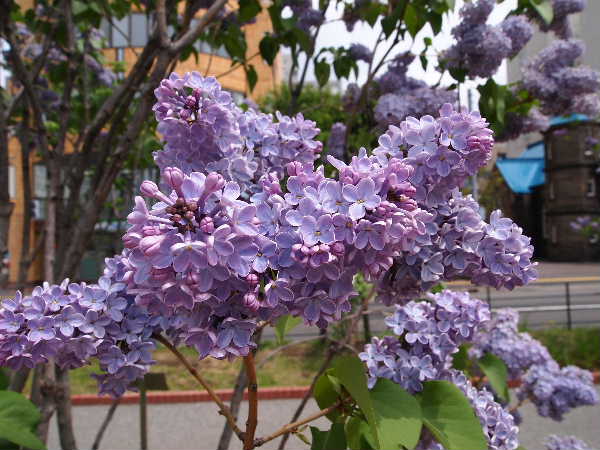 ライラックウォーク | 青柳庵日記