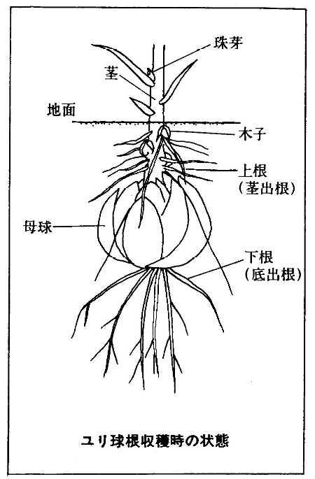 模式図
