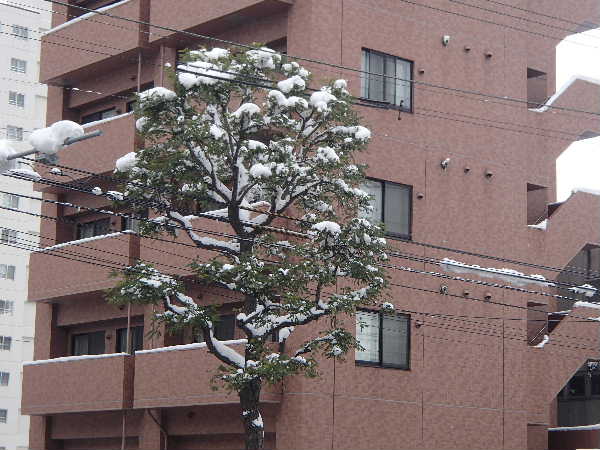 ニセアカシア