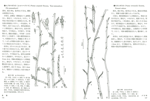 冬芽の見分け方 | 青柳庵日記