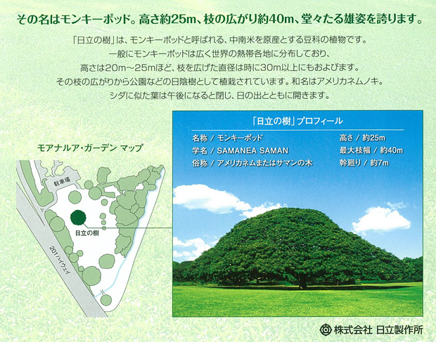 日立の木