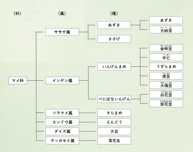 豆の区分