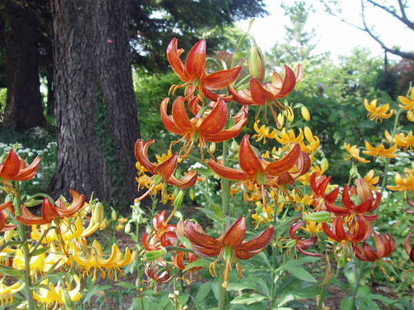 赤花タケシマユリ