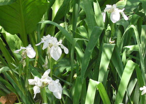 白花キショウブ
