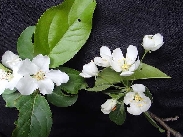 花の比較1