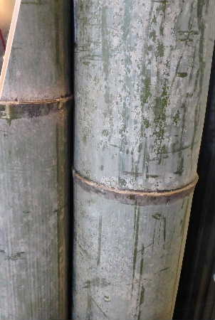 孟宗竹