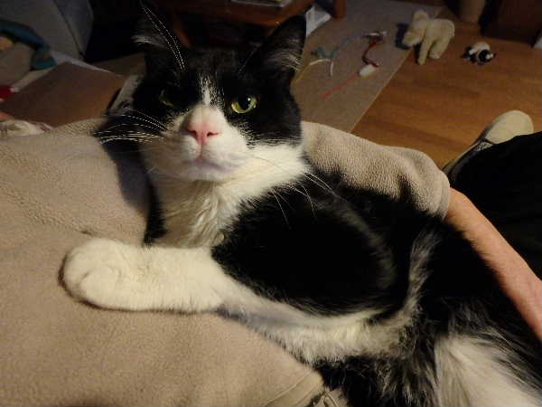 円山の変貌 青柳庵日記