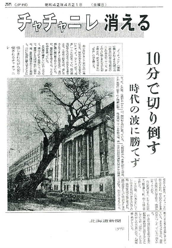伐採