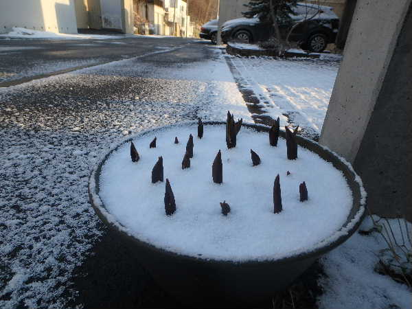雪景色