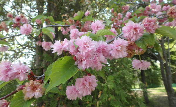 滝野公園