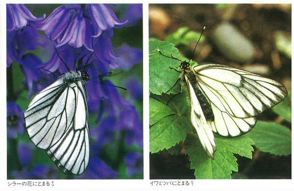 成虫