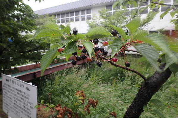 熟したタネ