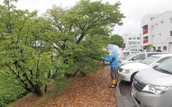 タネ取り