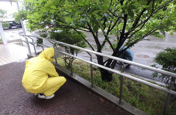 タネ拾い