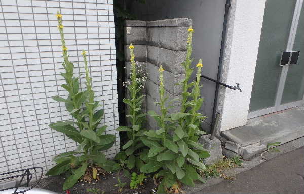 街角