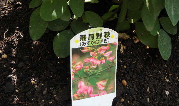 飛鳥野萩
