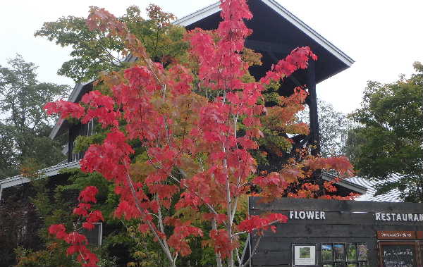 紅葉