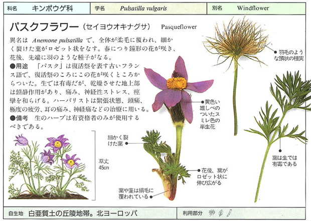セイヨウオキナグサ