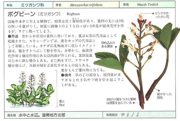 ミツガシワ