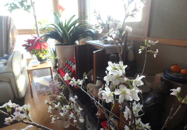 桜