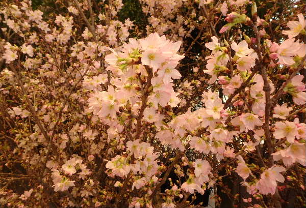 啓翁桜