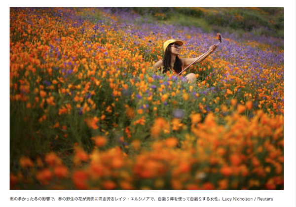 カリフォルニアポピー