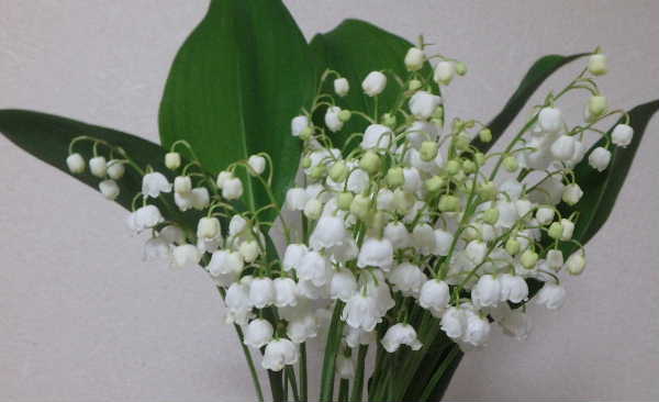 花束