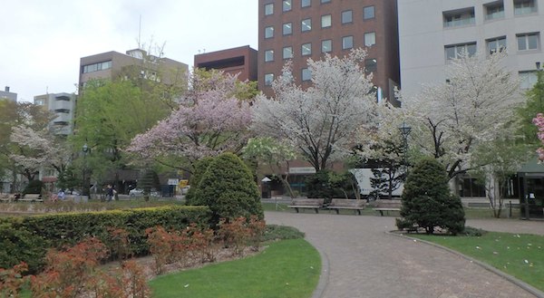 桜