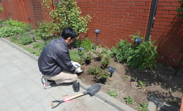 苗植え