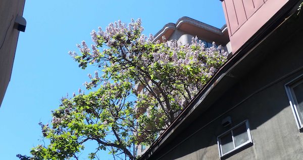 キリの花