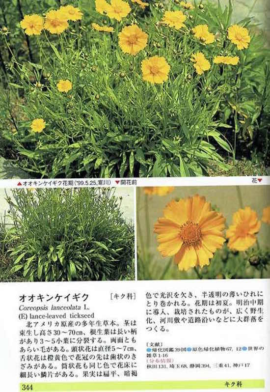 オオキンケイギク