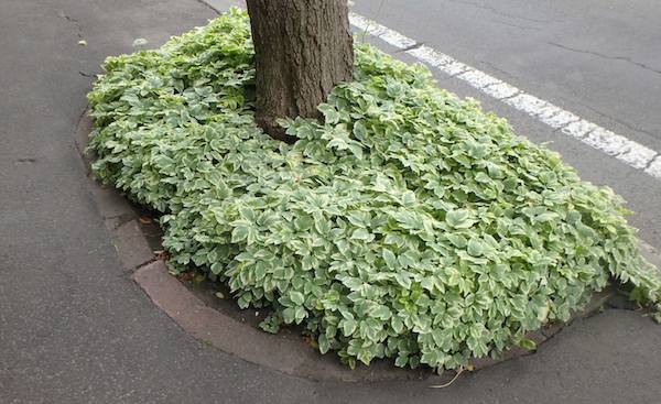 イワミツバ