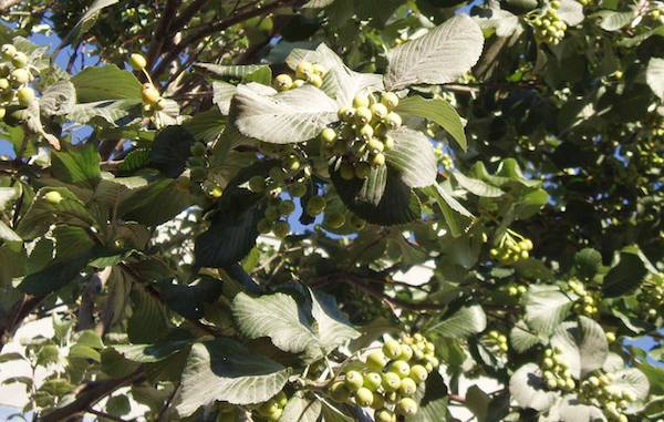 whitebeam