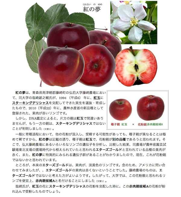 紅の夢